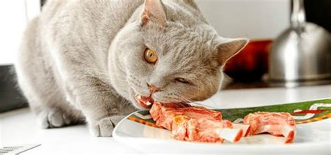 Плюсы и минусы включения сырого яйца в рацион кастрированного кота