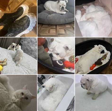 Плюсы и минусы содержания кота на балконе