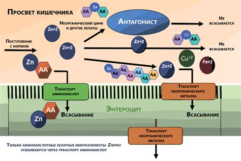 Побочные эффекты энзимных препаратов и микроэлементов