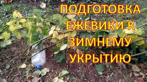 Подготовка шелковицы к зимнему укрытию: основные правила