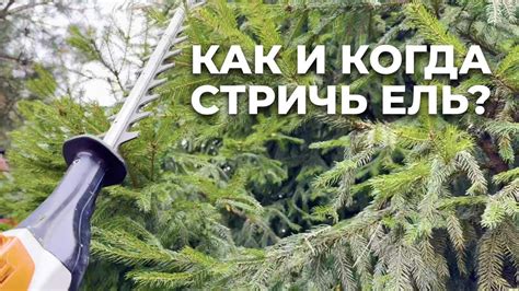 Подрезка ели обыкновенной: основные правила и рекомендации
