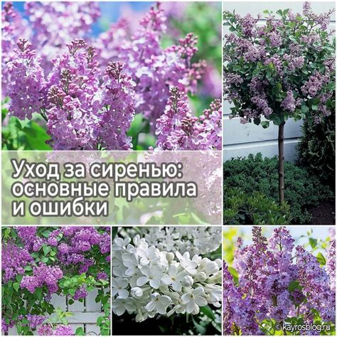 Подсоветы по уходу за сиренью в тени