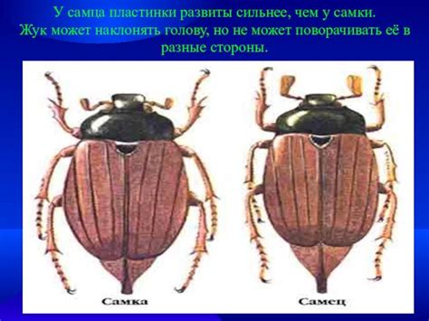 Полезные свойства майского жука