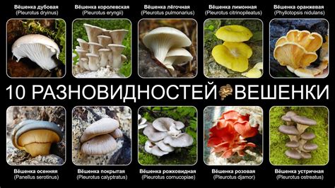 Полезные свойства просроченных грибов