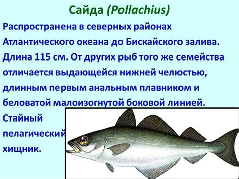 Полезные свойства черноморской рыбы собаки