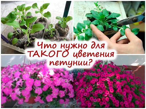 Полезные советы для сохранения ампельной петунии