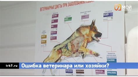 Положительные последствия стерилизации