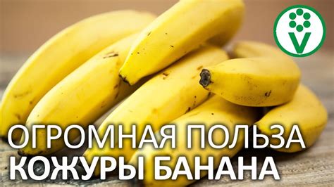 Польза банановой кожуры для кур