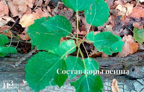 Польза коры осины