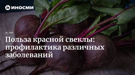 Польза красной свеклы для коз