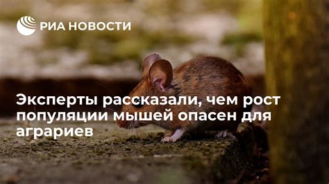 Последствия каннибализма для популяции мышей