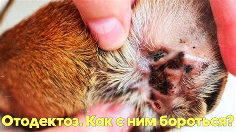 Почему ушной клещ опасен