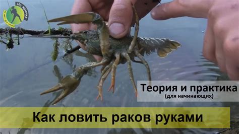 Правила ловли раков в Свердловской области