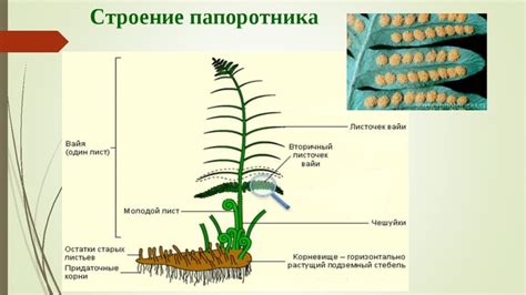 Правила обрезки папоротника