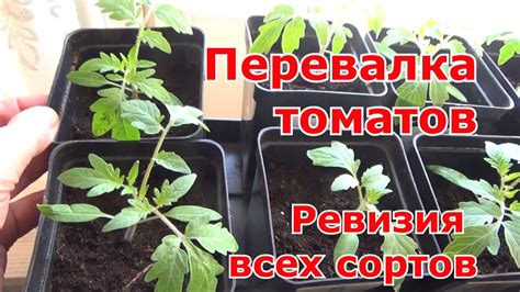 Правила пересадки томатов