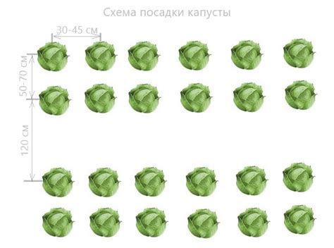 Правила посадки: расстояние между растениями