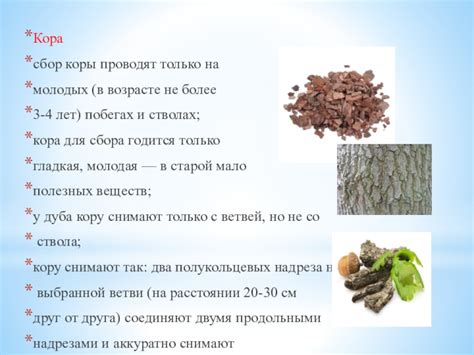 Правила сбора коры