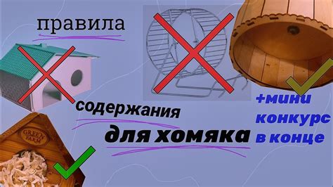 Правила содержания хомяка в отсутствие хозяина