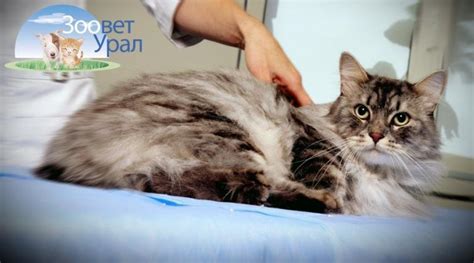 Правила ухода за котом в памперсе
