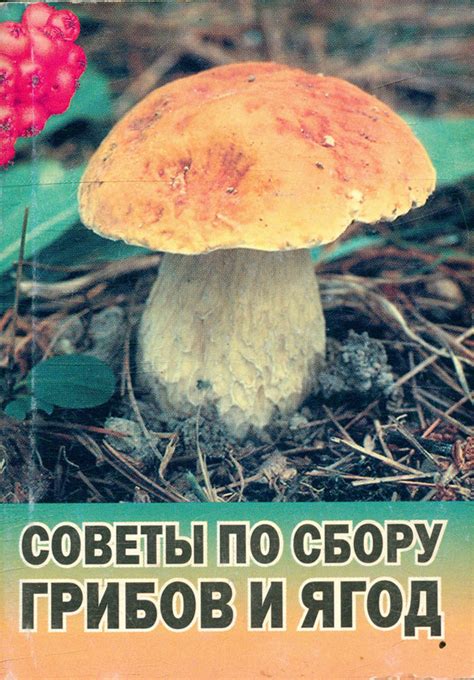 Практические советы и рекомендации по сбору отростков с кладбища