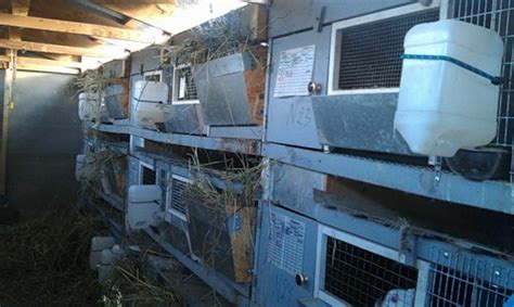 Преимущества вольерного содержания