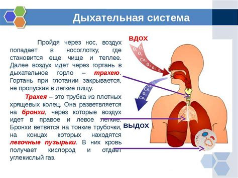 Преимущества дыхания через нос