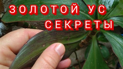 Преимущества замораживания листьев золотого уса