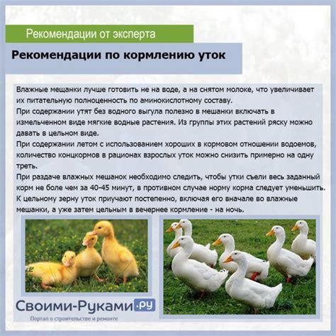 Преимущества и возможные вредные последствия кормления уток свеклой красной