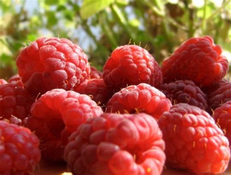Преимущества малины рядом с сосной