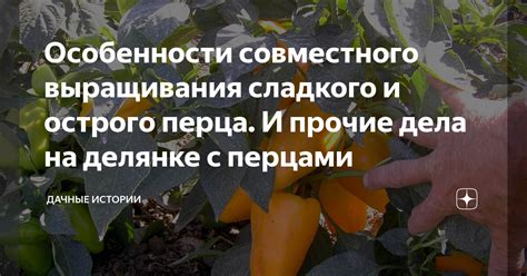 Преимущества совместного выращивания