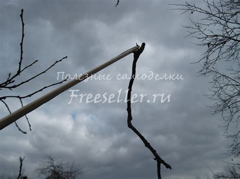 Преимущества удаления нижних веток