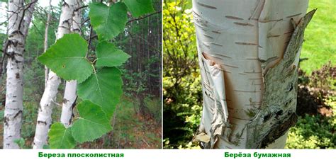 Прививка плакучего сорта на обычную березу