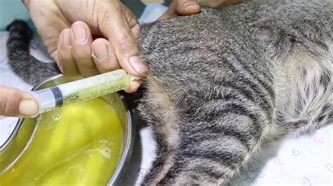 Признаки болезни у кошки