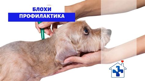 Профилактика земляных блох на домашнем питомце