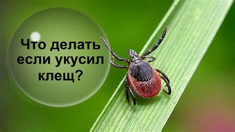 Профилактика укуса клеща