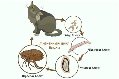 Процесс обоснования земляных блох на коте