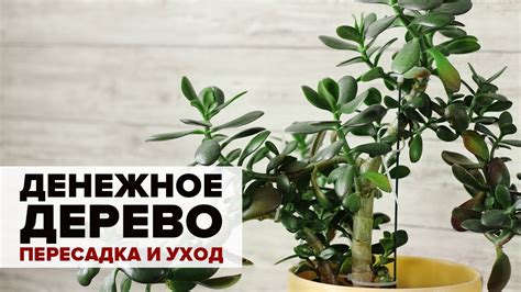 Рабочее место с денежным деревом: инновационное решение