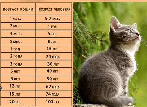 Развитие кошачьих котят в утробе кошки