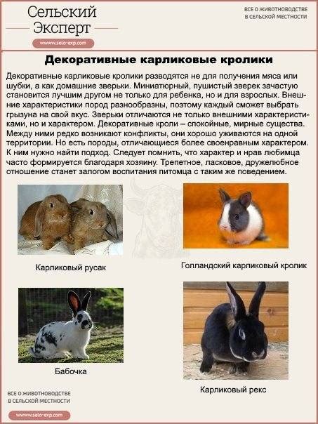 Разнообразие пород декоративных кроликов
