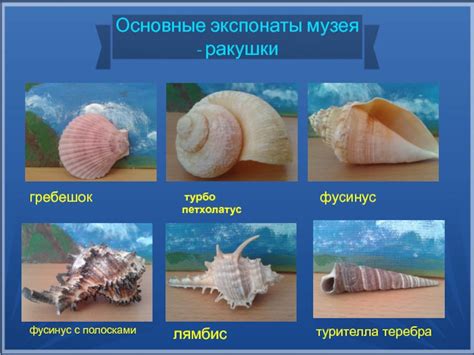 Разрешенные лимиты на вывоз ракушек