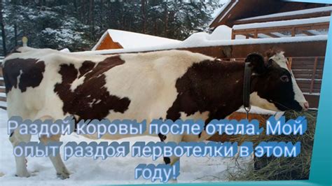 Рацион коровы после отела: как сбалансировать