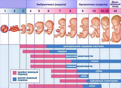 Ребенок в утробе: сон во время сна мамы