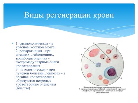 Регенерация крови