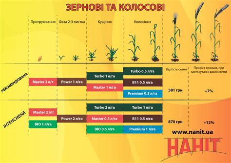 Рекомендации по посеву озимой пшеницы весной: время, технология, удобрения