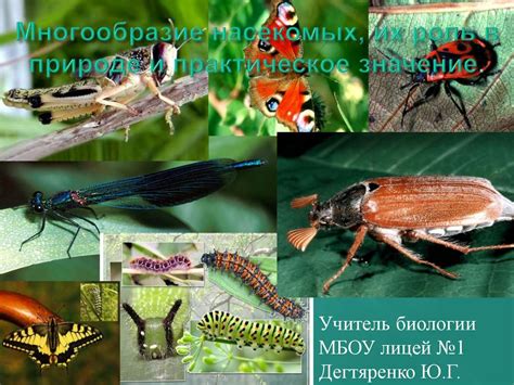 Рекомендации по предотвращению появления насекомых в овсянке