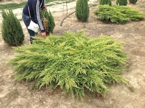 Рекомендации по совместной посадке вишни и можжевельника