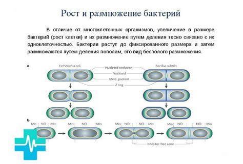 Риск размножения бактерий