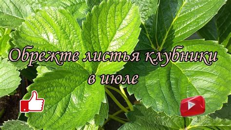 Санитарная обрезка желтых листьев
