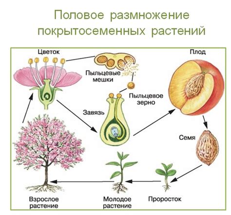 Связь между льняным семенем и прыщами