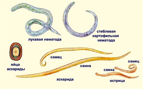 Симптомы глистов у детей